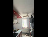 Cat jumps from cupboard to kitchen sink