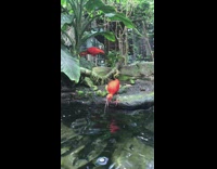 Red bird long beak drinks and eat from water