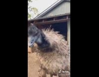 Big bird comes towards filmer bad energy