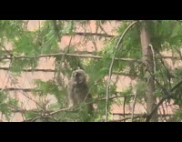 Grey owl on tree branch bobbing head
