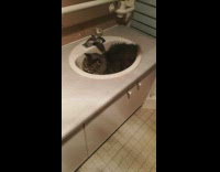 Cat sit in sink surprise attack straw