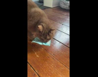 Cat Picks Bag of Treats and Hides 