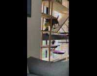 Grey cat comes down from tower and eats 