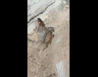 Bug drags large spider up wall 