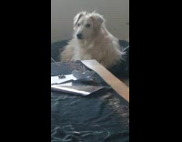 Collab RGBV - Dog stares at home wait for dad