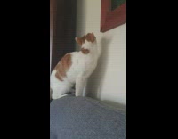 Cat tries to jump bookshelf fail