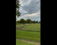 Cows greets woman passing by 