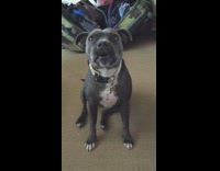 gray dog howling continuously 