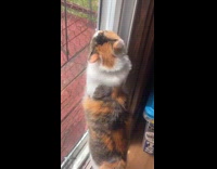 Woman replaced screen door with chicken wire 