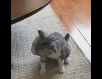 Collab PLC - Black White Small kitten cant stop sneezing