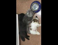 2 kittens nap next to bowl 