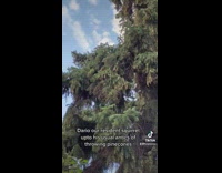 Squirrel throws pinecones and nuts off tree 