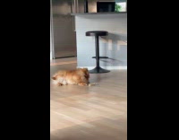 Lazy dog trying to reach bone