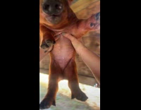 Collab ClipsIG - Lady Holds Up Piglet then Spins Around