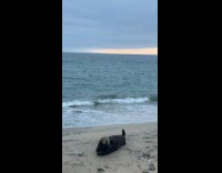 Otter resting by the shore