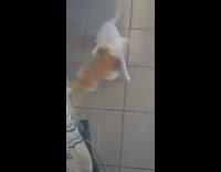 Collab BitchIG2 - Cat playing with dog plushie 