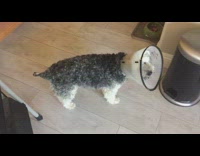 Black white dog in cone trying to catch tail slowly 