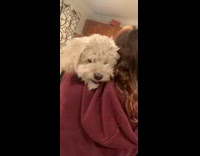 Guy touches girl white dog growls barks 