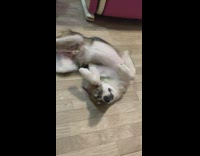 Dog lays on back curled funny