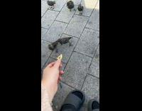 Bird pecks other bird before taking food