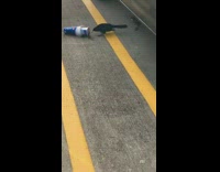 Black crow bird drinks from soda cup