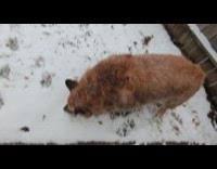 Dog eating snow in the yard 