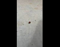 Baby Leans Forward and Talks to Ladybug