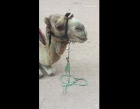 Brown camel chews while sitting down dirt