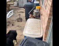 Guy finds dogs with cow in backyard