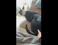 Girl pokes dog gets down from sofa