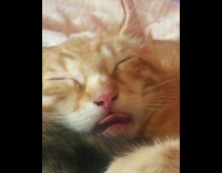 Orange Cat Sleeps with Tongue Going In and Out 