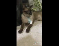 Grey brown cat wears round glasses tie 