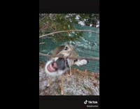 Compilation of baby deer photos