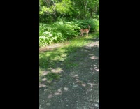 Man nervous about deer being aggressive 