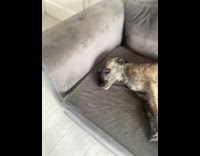 Two dogs on couch demands belly rubs