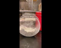 Chinchilla rolls in powder in glass bowl 
