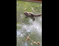 Squirrel cleans tree sap off licks window