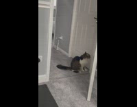 Cat stands and tries to reach door handle 