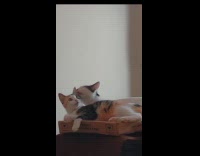 Two cats lie down on the carton