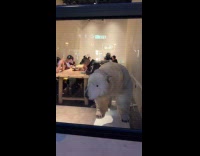 Polar bear animatronic move stand inside restaurant