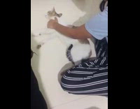 White Cat Gets Spun in Circles on Floor 