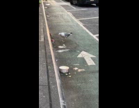 Seagull peck and eat trash on street