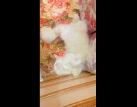 White kitten sleep on sofa body curved