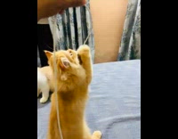 Person use charger cable to play with kittens