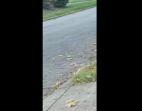 Fat squirrel on sidewalk and in the street of road 