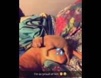 Puppy humps big dog on bed, water drop emoji