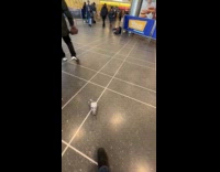 Pigeon roams around train station