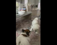 Two pet dog plays tug of war with a sock