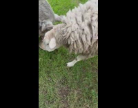 Two sheep eat pigs food bowl