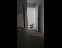 Cat follows black roomba vacuum around house 